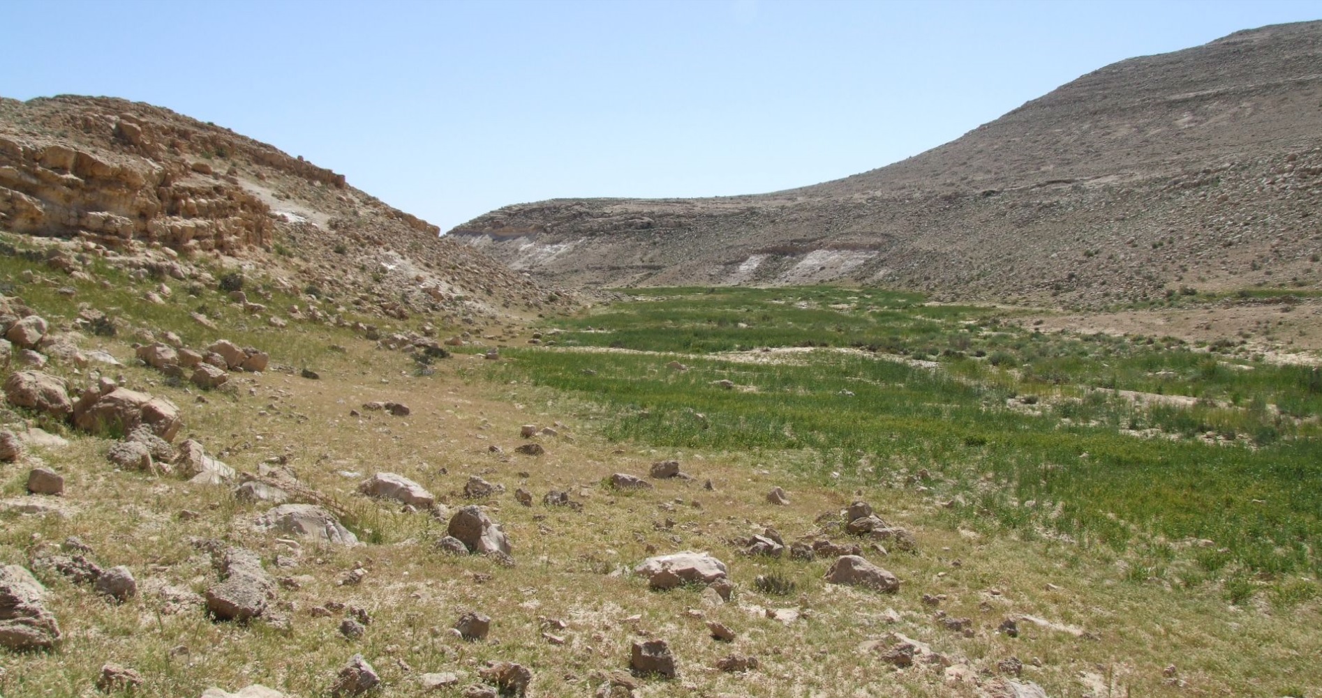 ネゲブの谷（ワジ）。通常、河床は乾燥しているが、降雨後は水を貯え、豊かな植生となり生き物を育む