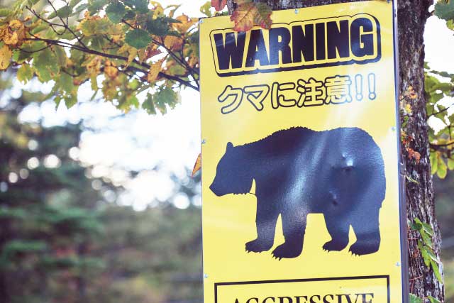 ◆ クマの出没