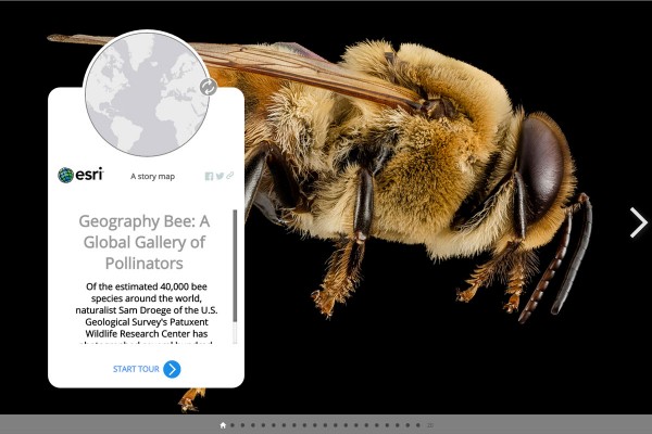 世界各地で集めたハチたち