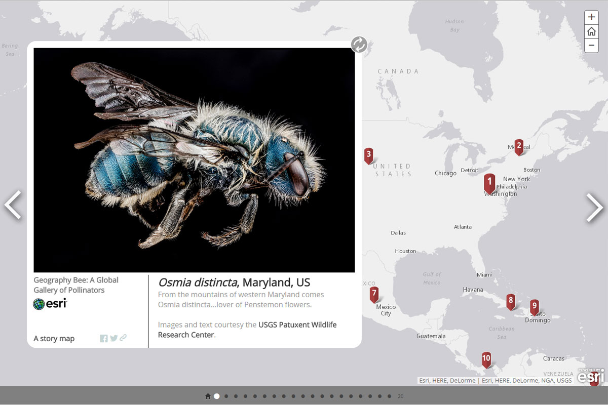1. ハキリバチの仲間
生息地：アメリカ, メリーランド州