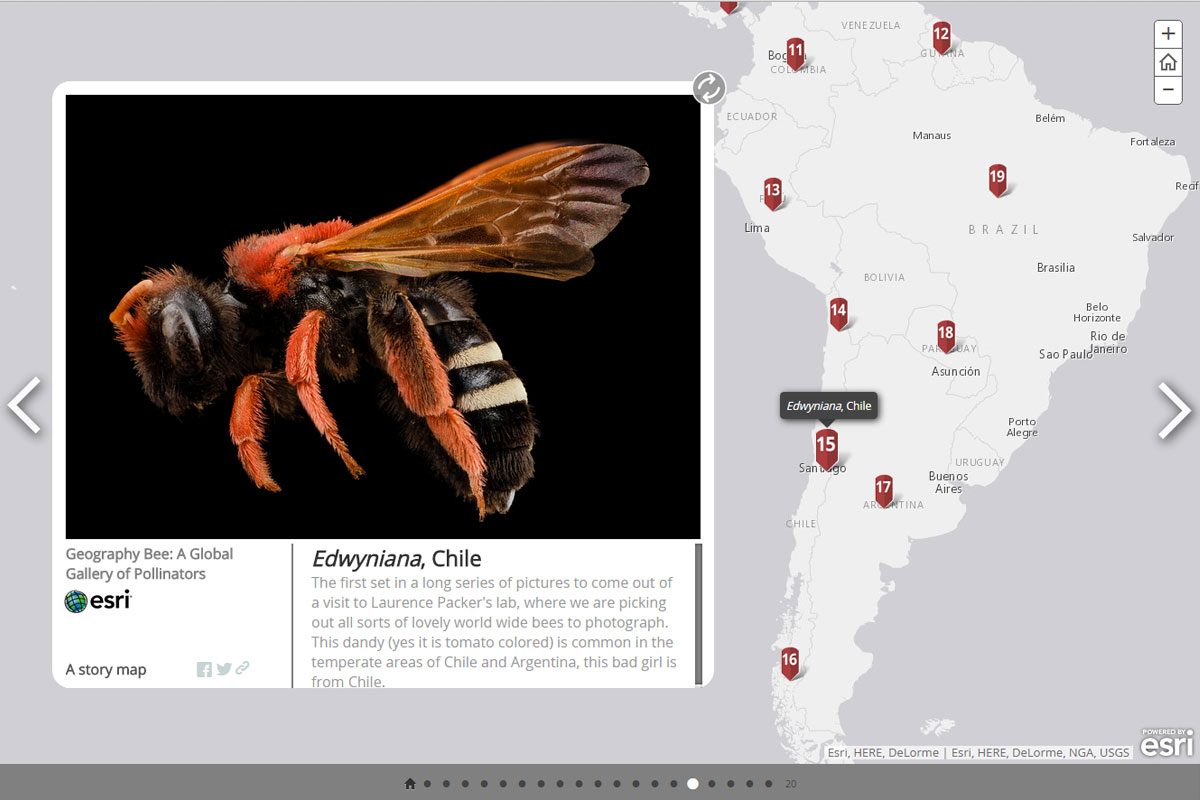 15. Edwyniana（日本名不明）
生息地：チリ・アルゼンチン