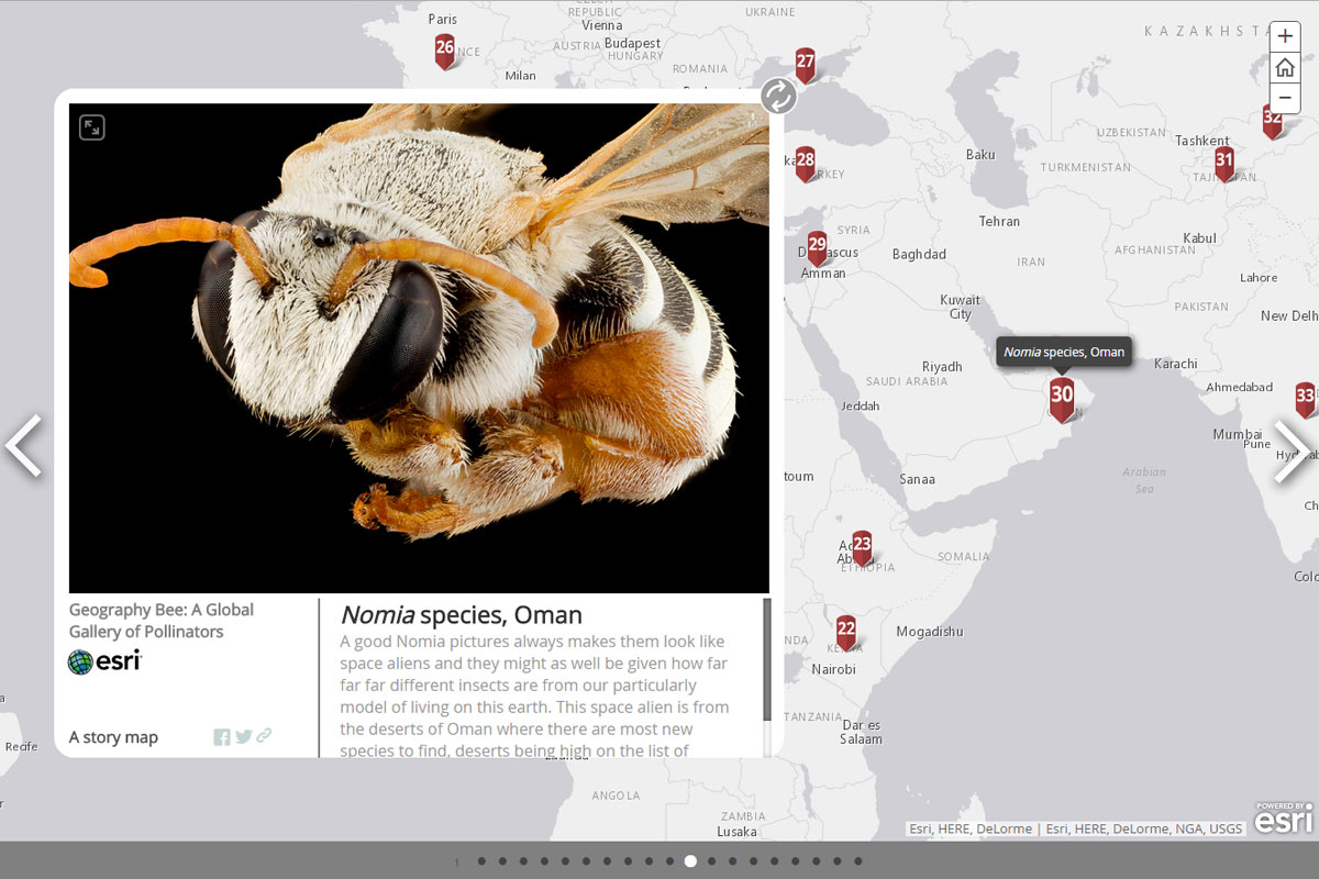 30. コハナバチの仲間
生息地：オマーン