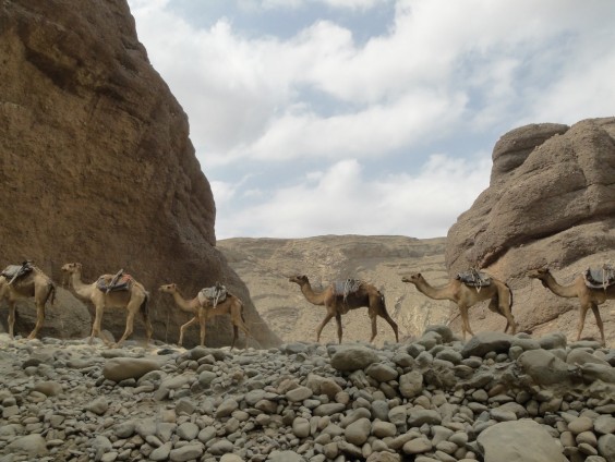 クイズ3.　どうしてラクダのルートは川の渓谷にそっているのでしょうか？